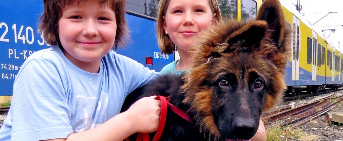 Dzień pasa w Kolejach Śląskich – przez jeden dzień nie będzie trzeba płacić za bilet dla psa