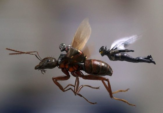 Maraton filmowy ENEMEF: Minimaraton Ant-Man