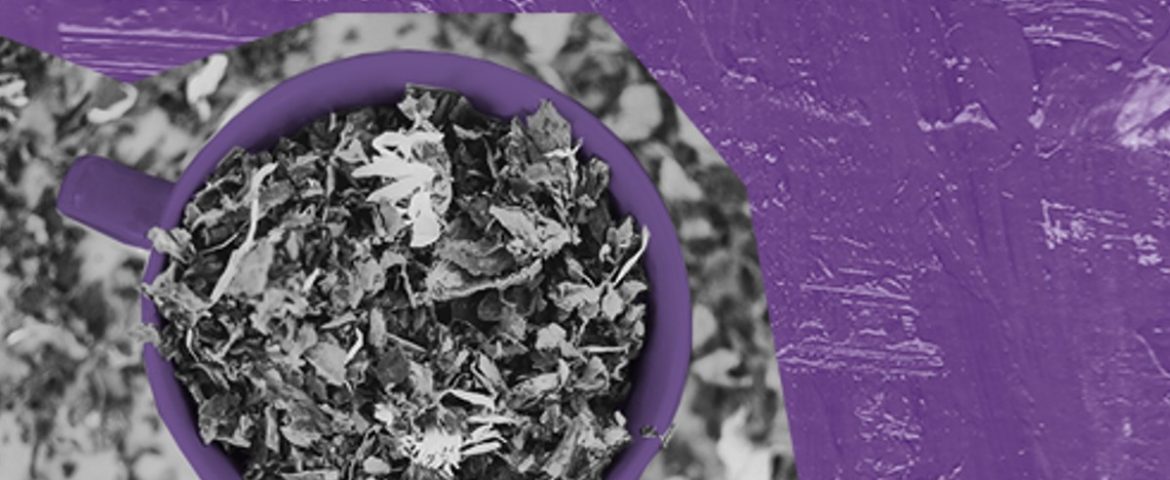 Warsztaty ziołowo-herbaciane – Eko Przystanek w Wilkowyjach