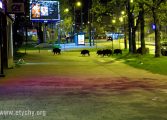 Dziki w centrum Tychów (2020.04.25) [galeria]