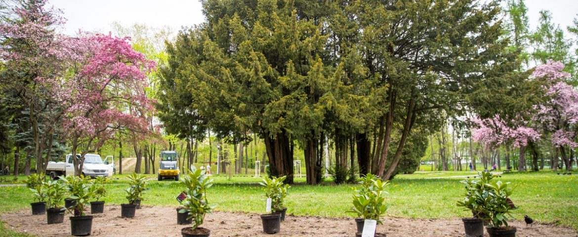 TZUK sadzi krzewy i drzewa w tyskich parkach