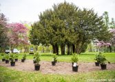 TZUK sadzi krzewy i drzewa w tyskich parkach